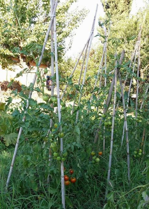 Country House Tra Lago E Mare A Sud Di Roma Villa Campoleone ภายนอก รูปภาพ